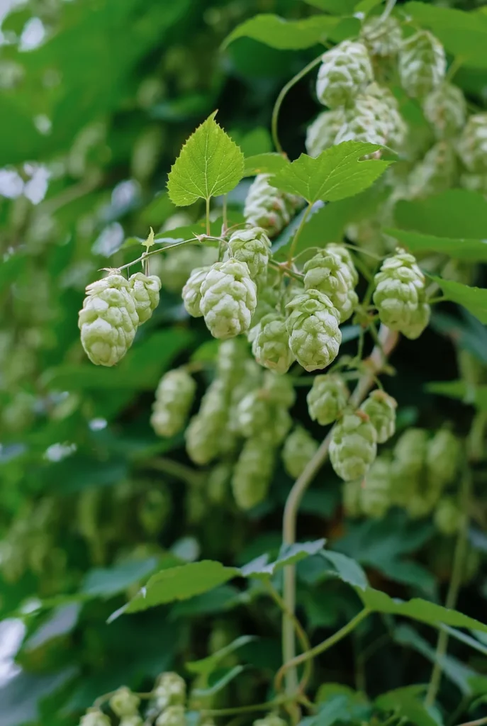 Birch beer